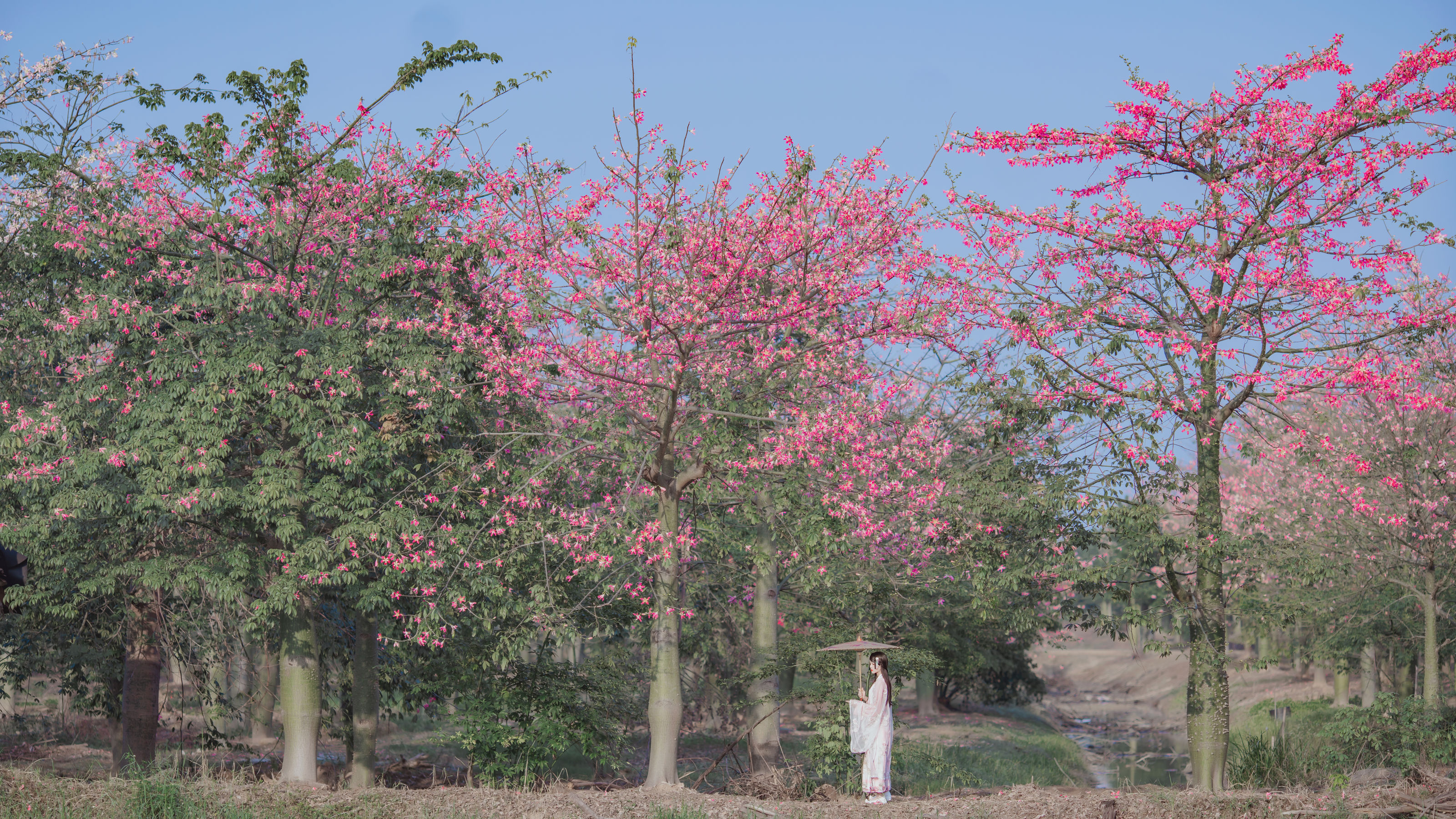 [COS福利] 桜桃喵 - 温柔之汉服桃花/(15P)