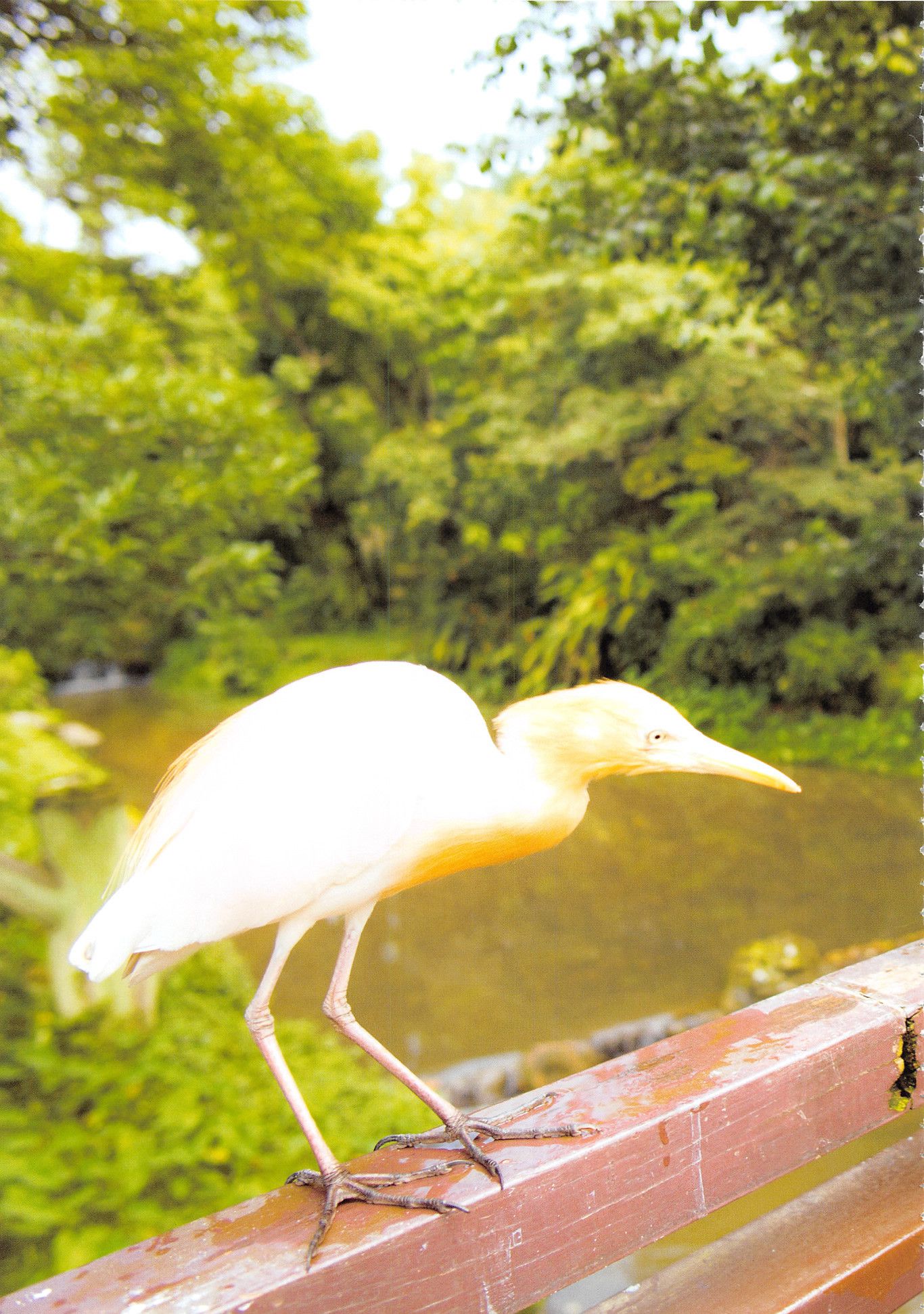 高柳明音《Churi》 [Photobook]/(136P)