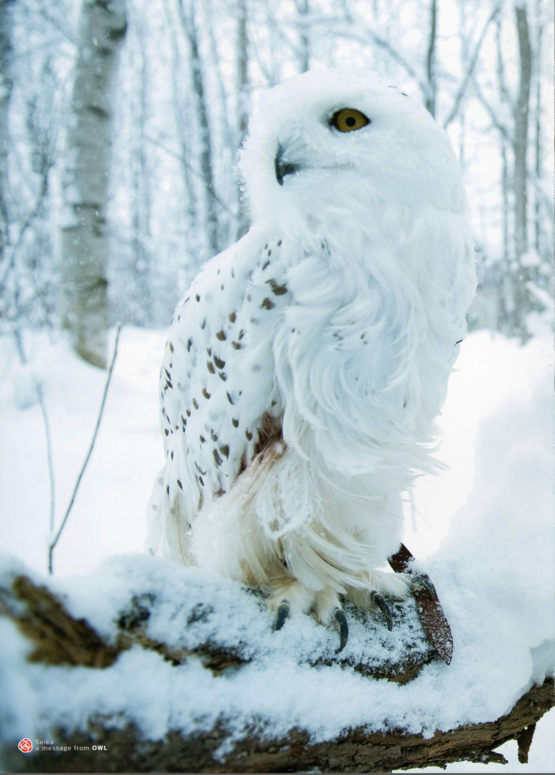 Seika Taketomi 竹富聖花 《A message from OWL》/(123P)